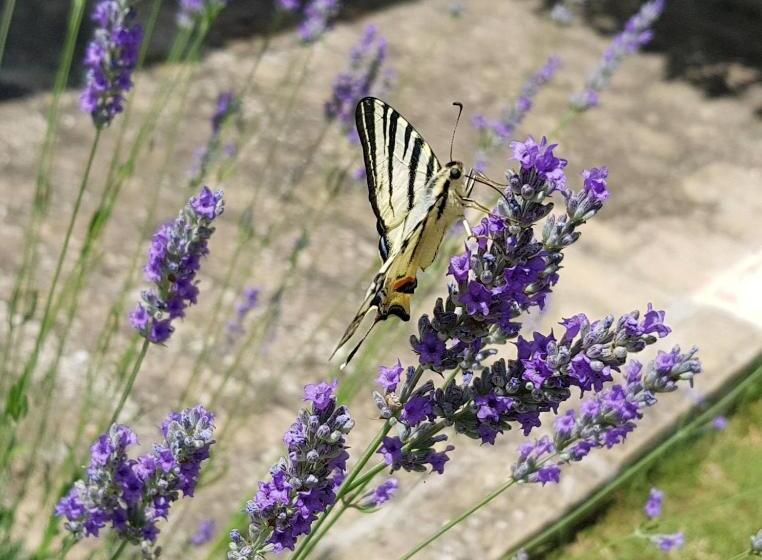 호텔 Girasole Ad Antico Casale 700