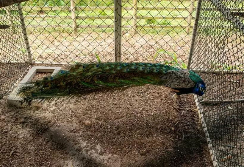 ホテル Fazenda Alto Alegre