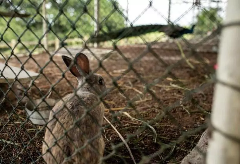 ホテル Fazenda Alto Alegre