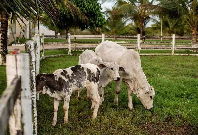 ホテル Fazenda Alto Alegre