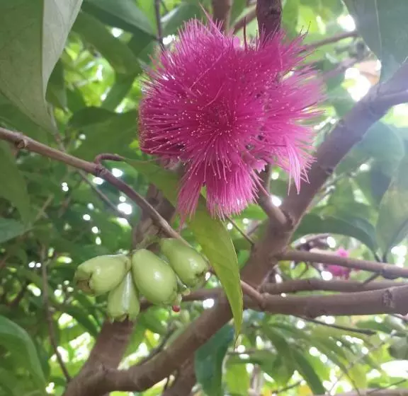 هتل Mango Garden Cottages