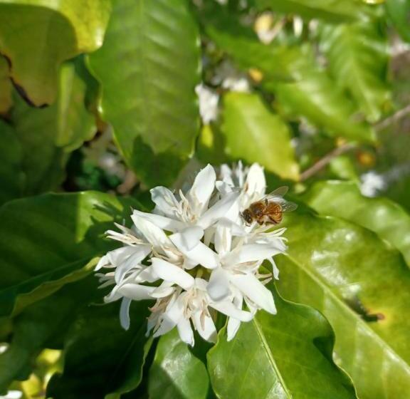 فندق Mango Garden Cottages