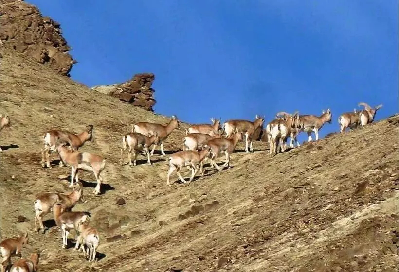 Namra Hotel And Camps   Temisgam