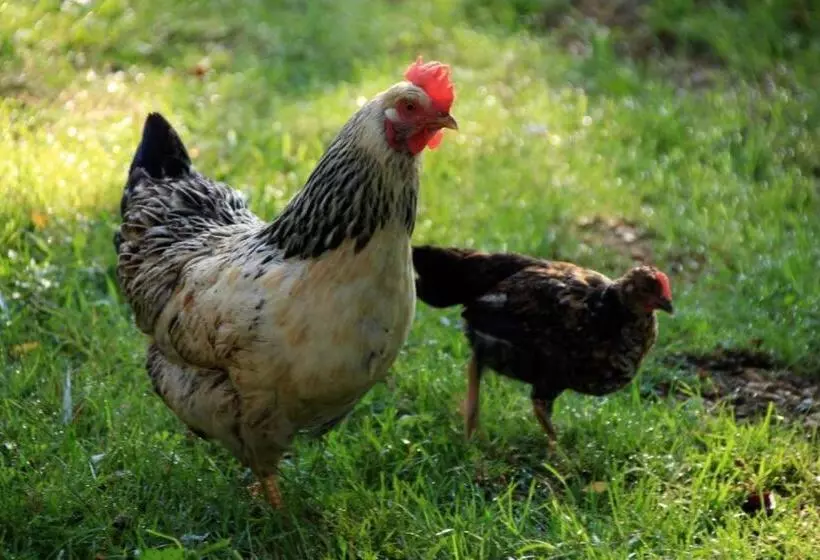 Aamiaismajoitus (B&B) Souslens