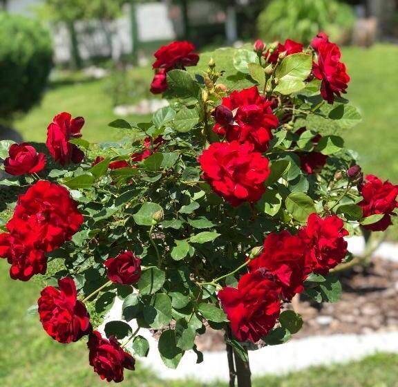 膳宿费 Apartments Dedic