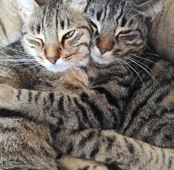 ペンション Casa Rural Vilaspasa, Alquiler Integro