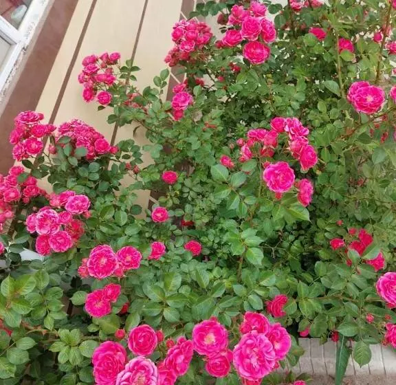 پانسیون Svetlana Guest House