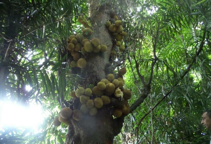 Nocleg ze śniadaniem Forest View Homestay