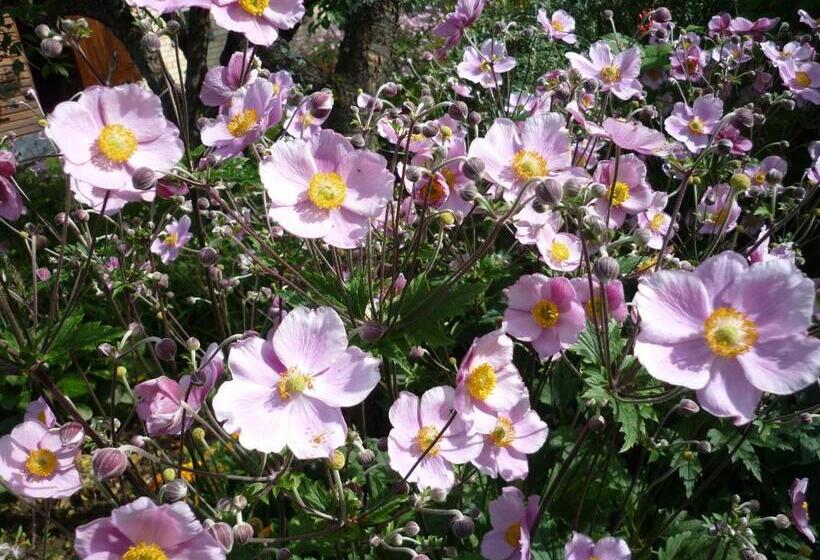 پانسیون Marigolds