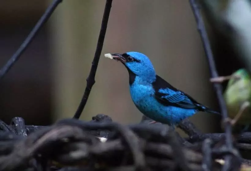 ホテル Pousada Todas As Luas