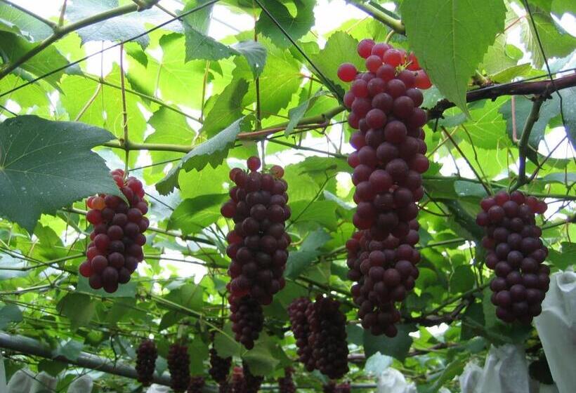 בית מלון כפרי Shorenji Lake