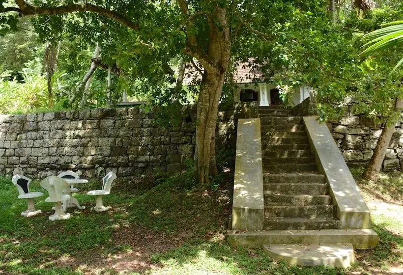 Jungle House