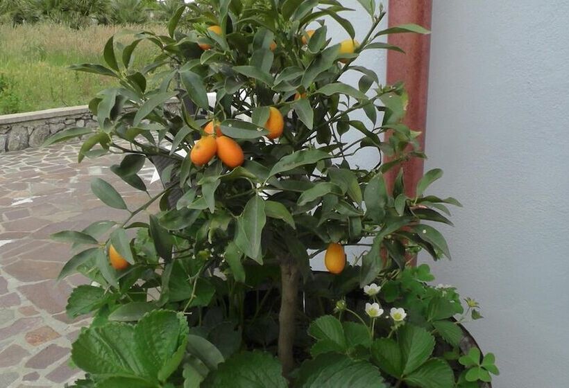 膳宿费 Villa Elisa