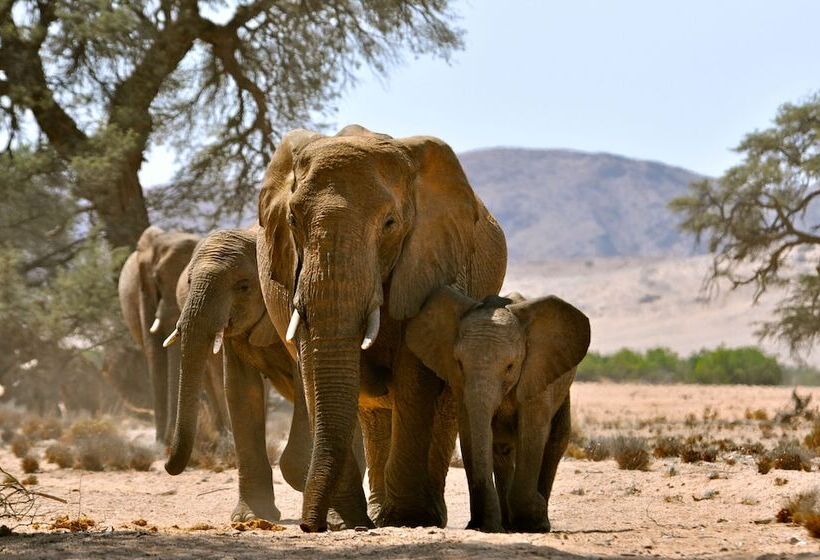 فندق Twyfelfontein Adventure Camp