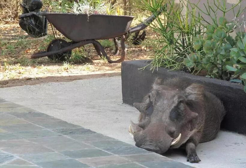 酒店 African Rock Lodge