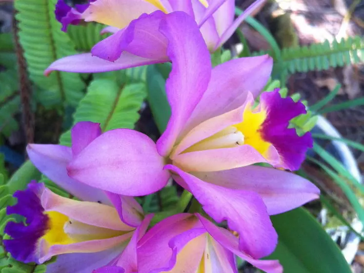 Отель The Enchanted Gardens Rainforest Bed & Breakfast