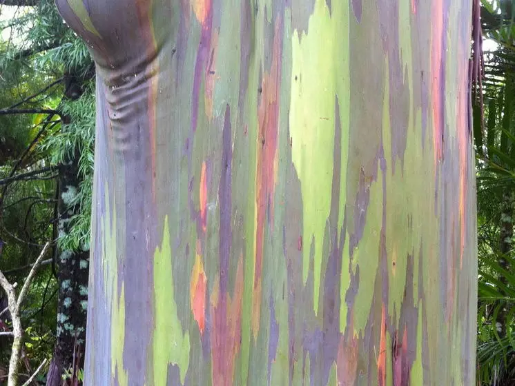 Отель The Enchanted Gardens Rainforest Bed & Breakfast