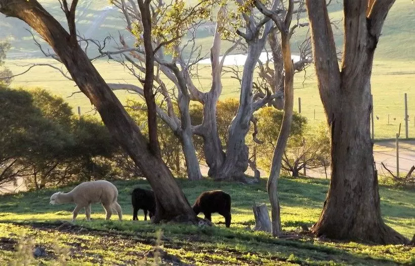 Burnt Creek Cottages
