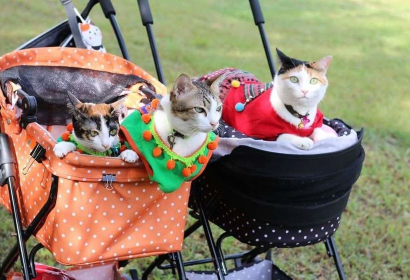 בית מלון כפרי Baan Suan Him Doi