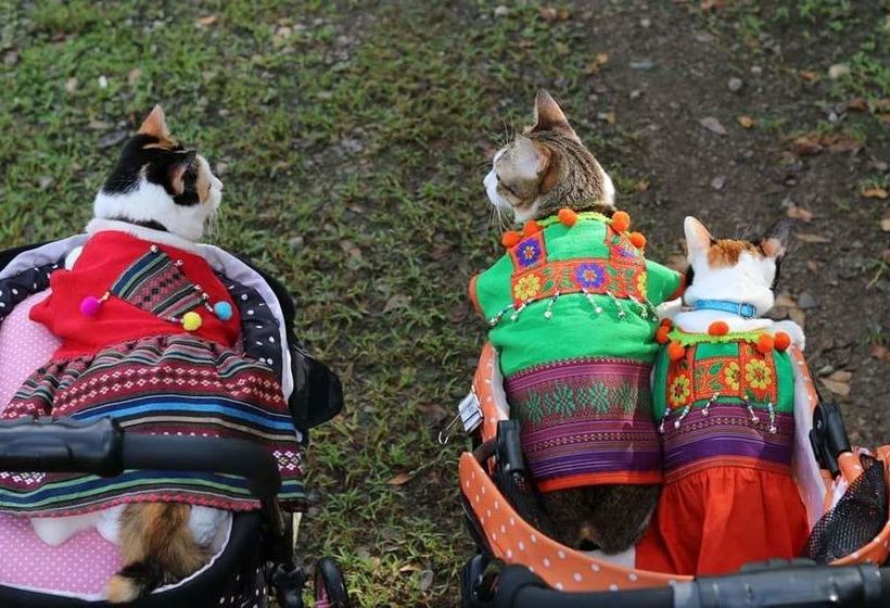 בית מלון כפרי Baan Suan Him Doi