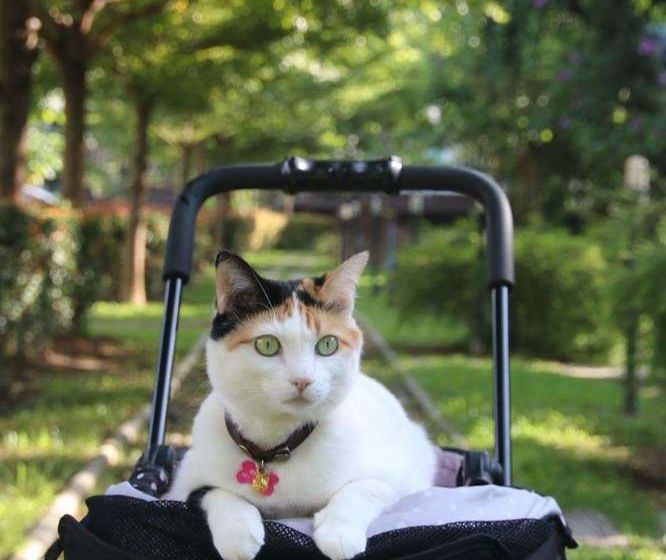 בית מלון כפרי Baan Suan Him Doi