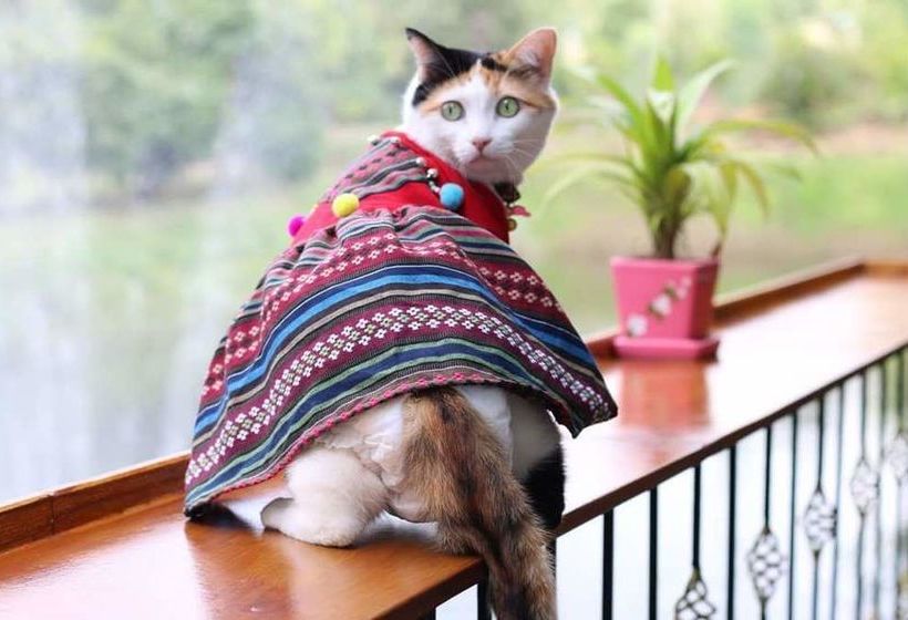 בית מלון כפרי Baan Suan Him Doi