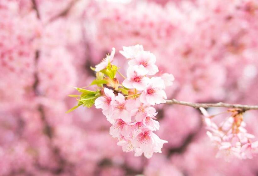 فندق Sotetsu Fresa Inn Ochanomizujimbocho