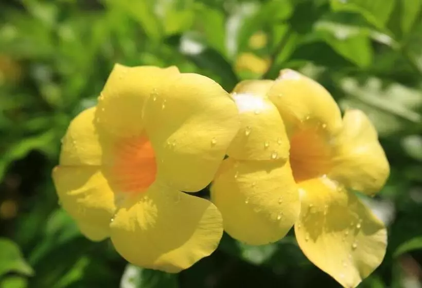 Wellness Villa Brisa