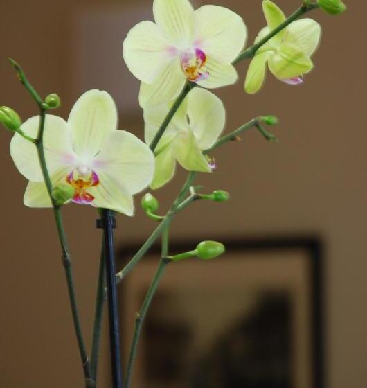 בית מלון כפרי Ruthenium