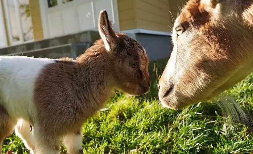 Kiyosato Ihatov Hostel