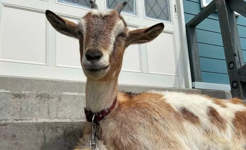 Kiyosato Ihatov Hostel