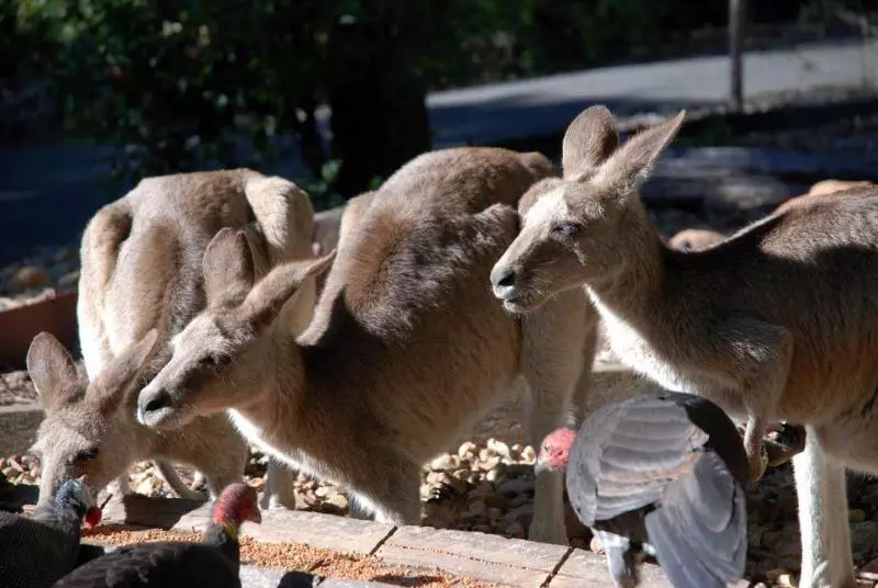 Отель Capricorn Caves