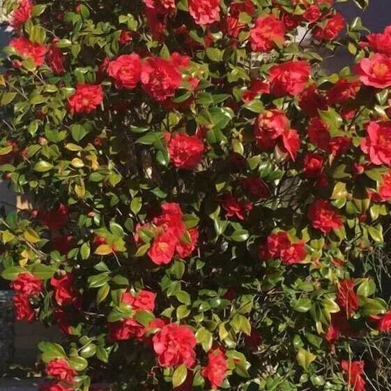 酒店 Carnegie Motor Inn