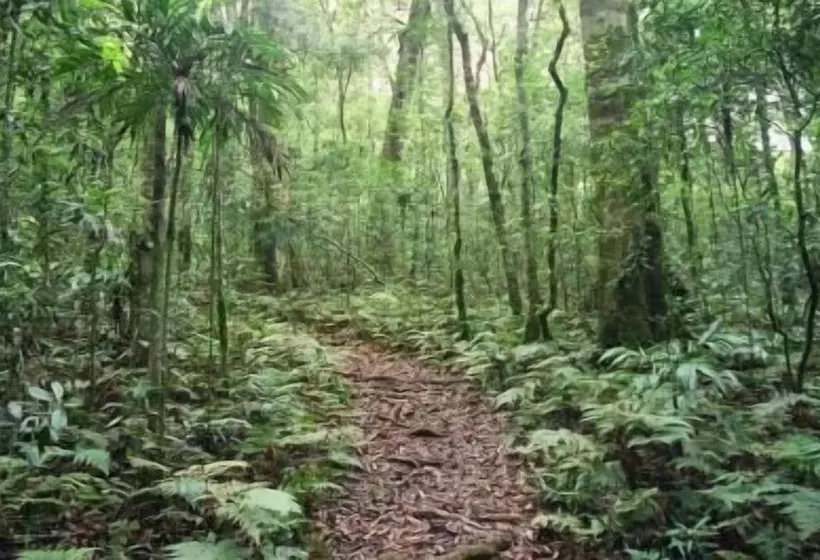 בית מלון כפרי Goomburra Forest Retreat