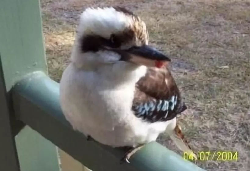 בית מלון כפרי Goomburra Forest Retreat