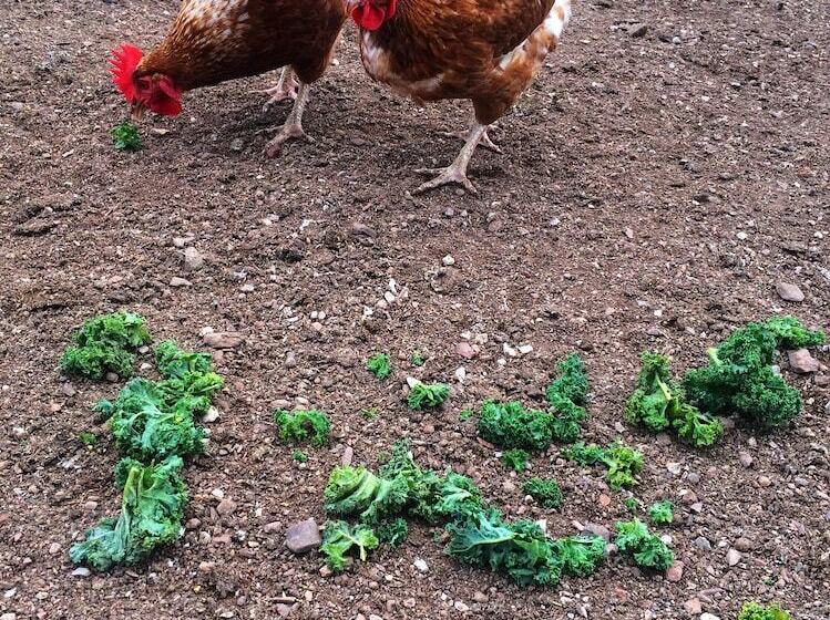 בית מלון כפרי Mudgee Homestead Guesthouse