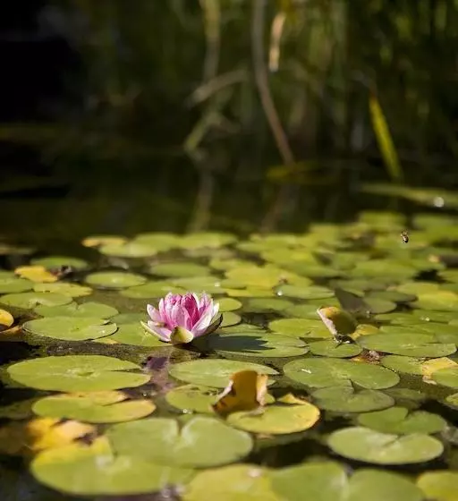 هتل Anu University House