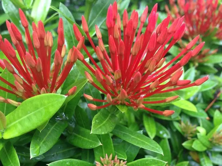 فندق Starlight Restaurant & Bungalows