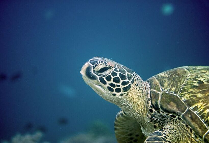 Magic Island Dive Resort