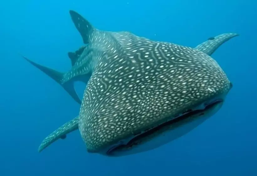 Magic Island Dive Resort