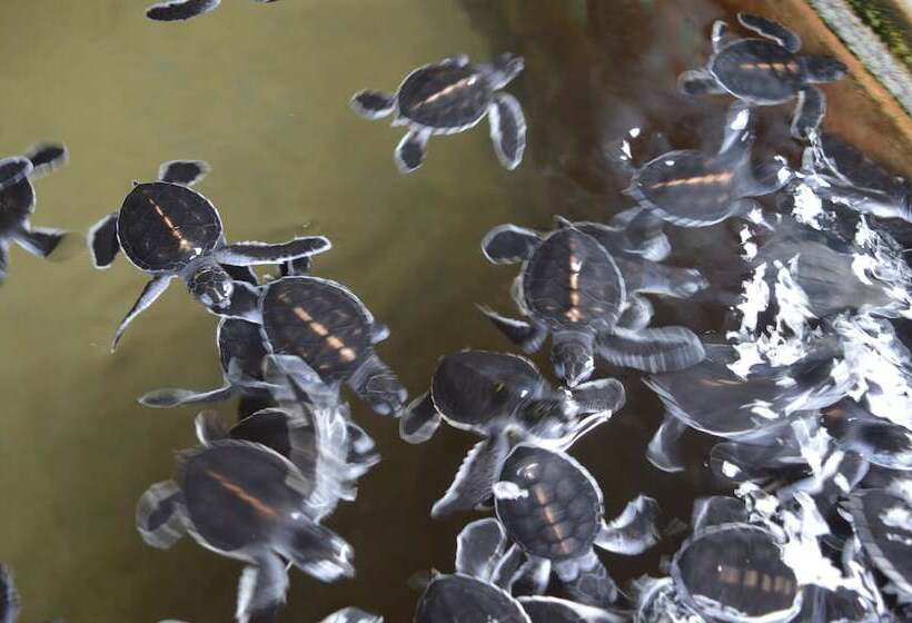 Bed and Breakfast Feel Beach Villa