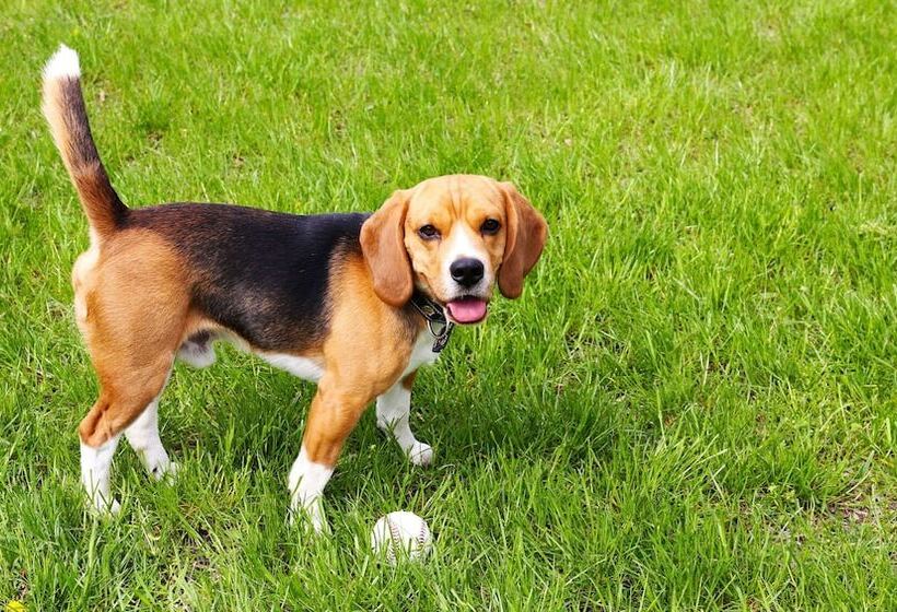 Motel Arrowhead Inn New Salem