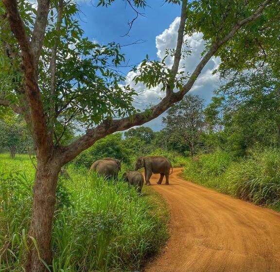 Pensão Dambulla Shan Inn