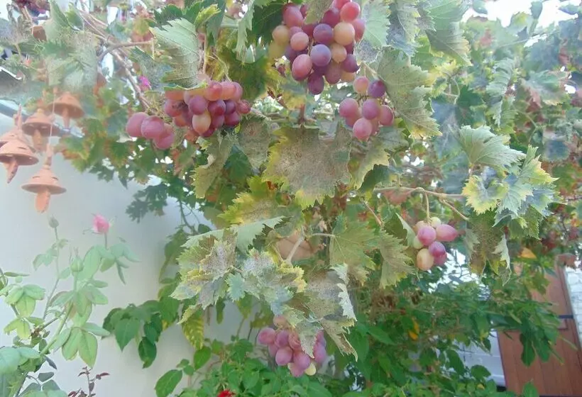 Charalambos Holiday Cottage