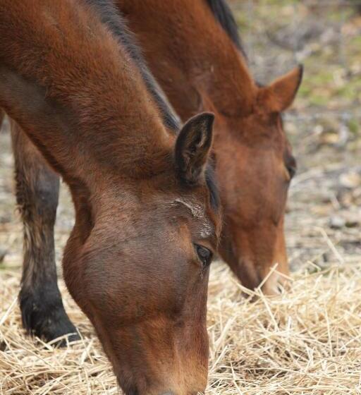 בית מלון כפרי Tambor Del Llano