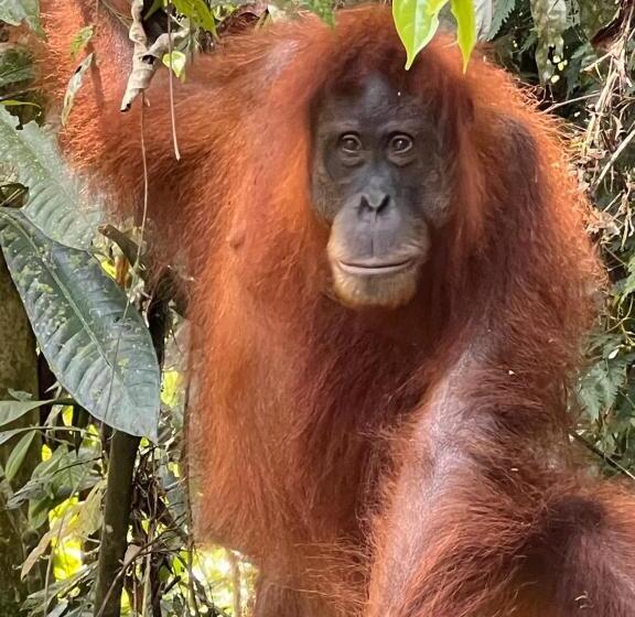 پانسیون Town Hostel