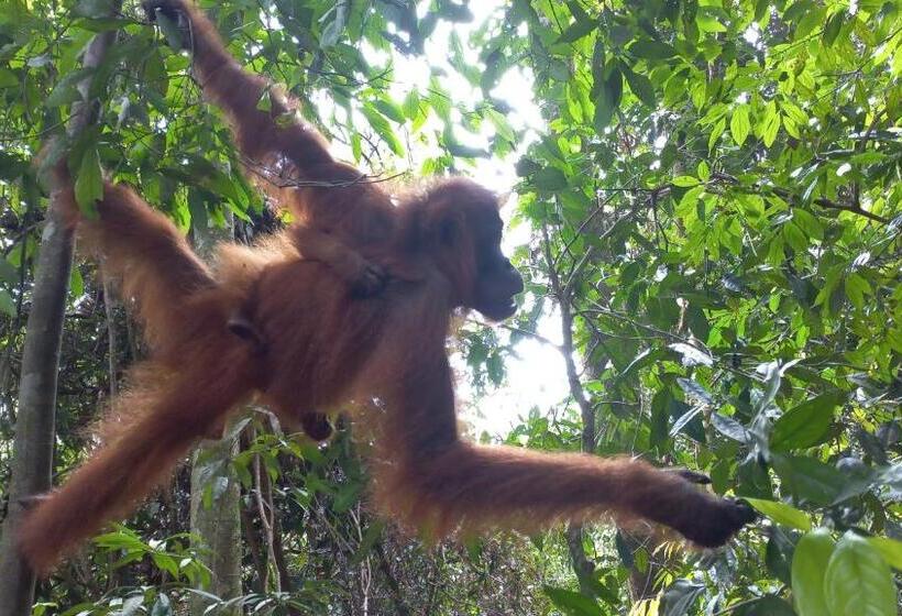 پانسیون Town Hostel