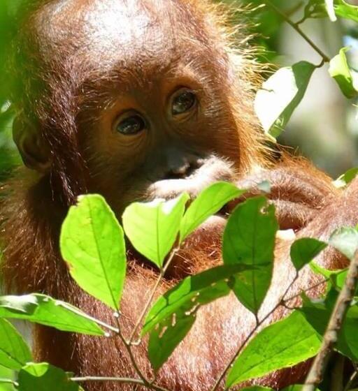 پانسیون Town Hostel