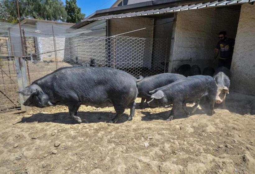 בית מלון כפרי Luna   Agriturismo La Fattoria Di San Francesco