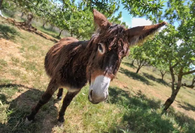 ホテル Luna   Agriturismo La Fattoria Di San Francesco
